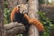 Shows the language. Red Panda cat bear -  cute little fluffy red animal similar to a raccoon from the mountainous areas of