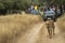 Showstopper famous female royal bengal tiger head on roadblock with defocus tourist in background inside jungle at Ranthambore