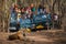 Showstopper A wild male bengal tiger sitting on road and in background safari vehicles