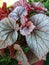 The Showy Begonia Rex Silver
