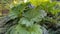 Showy and bright Brazilian giant-rhubarb leaves closeup. Known as Gunnera manicata, Giant rhubarb,  or dinosaur food.