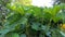 Showy and bright Brazilian giant-rhubarb leaves closeup. Known as Gunnera manicata, Giant rhubarb,  or dinosaur food.