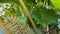 Showy and bright Brazilian giant-rhubarb leaves and inflorescence forms a spike flowers close up. Known as Gunnera manicata, Giant