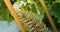 Showy and bright Brazilian giant-rhubarb leaves and inflorescence forms a spike flowers close up. Known as Gunnera manicata, Giant