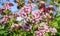 Showy and bright Centranthus ruber flowers close up. Also known as red valerian, or spur valerian.