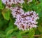 Showy and bright Centranthus ruber flowers close up. Also known as red valerian, or spur valerian.