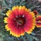 Showy and bright Gaillardia pulchella flower with bee