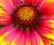 Showy and bright Gaillardia pulchella flower close up.