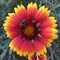 Showy and bright Gaillardia pulchella flower with green grass