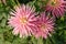 Showy, bright pink dahlia flowers of the `Park Princess` variety in dew in the garden, close-up