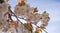 Showy and bright Prunus Kanzan Japanese Flowering Cherry double layer flowers against blue sky background. Sakura blossom.