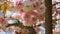 Showy and bright Prunus Kanzan Japanese Flowering Cherry double layer flowers against blue sky background. Sakura blossom.