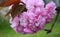 Showy and bright Prunus Kanzan Japanese Flowering Cherry double layer flowers close up. Sakura blossom. Japanese cherry blossom.