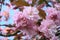 Showy and bright Prunus Kanzan Japanese Flowering Cherry double layer flowers. Sakura blossom. Japanese cherry blossom.