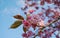 Showy and bright Prunus Kanzan Japanese Flowering Cherry double layer flowers. Sakura blossom. Japanese cherry blossom.