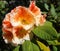 Showy and bright rhododendron flowers close up.