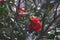 Showy Camellia sasanqual among flowers