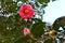 Showy Camellia sasanqual among flowers