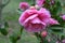 Showy Camellia sasanqual among flowers