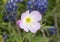 Showy Evening Primrose bloom with water droplets along the Bluebonnet Trail in Ennis, Texas