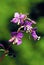 Showy Fireweed  22719