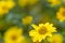 Showy goldeneye Heliomeris multiflora var. multiflora a yellow flower