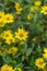 Showy goldeneye Heliomeris multiflora var. multiflora yellow flowering plants