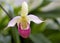 Showy Lady\'s Slipper (Cypripedium reginae)