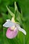 Showy Lady\'s Slipper (Cypripedium reginae)