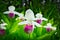 Showy Lady's-slipper - Cypripedium reginae - Minnesota State Flower in the wild