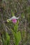 Showy lady`s slipper is a pink-and-white wildflower