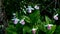 Showy Lady`s-slippers - Cypripedium reginae - Minnesota State Flower