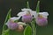 Showy Lady Slippers Adorned with Dew