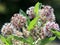 Showy Milkweed - Asclepias speciosa