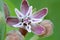 Showy Milkweed Blossom Star 02