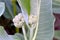 Showy Milkweed Blossom Star Cluster 02