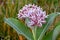 Showy Milkweed Blossom Star Cluster