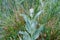 Showy Milkweed Blossom Star Cluster with Leaves