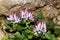 Showy pink on the rock (physoplexis comosa)