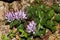 Showy pink on the rock (physoplexis comosa)