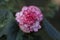 Showy pink and white big begonia flower close up