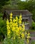 Showy stand of mullein