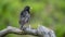 Showy Starling perching on the old pine branch