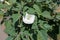 Showy white flower of Datura innoxia