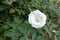 Showy white flower of Datura innoxia