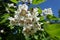 Showy white flowers of catalpa in june