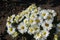 Showy white flowers of Chrysanthemum in October