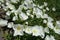 Showy white flowers of Oenothera speciosa