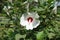Showy white and maroon flower of Hibiscus syriacus