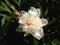 Showy White Peony Blossom